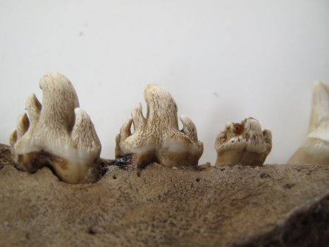 The forked cheek teeth of a crabeater seal, Lobodon carcinophaga, (the 3rd from the left has been partially damaged)