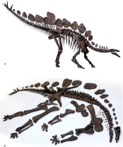 Sophie the Stegosaurus, recently published in PLOS ONE, and covered by the Paleo network!